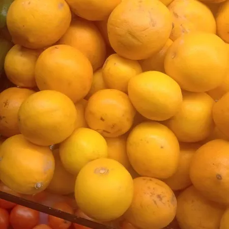 Antalya Camp Farm